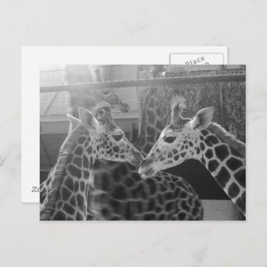 Giraffe Love Briefkaart (Voorkant / Achterkant)