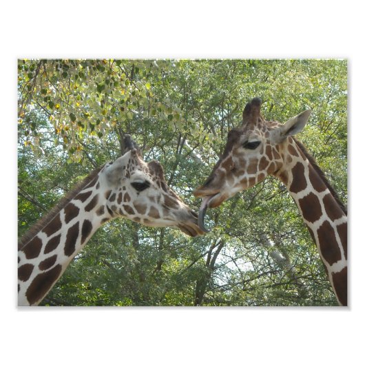 Giraffe Love Foto Afdruk (Voorkant)