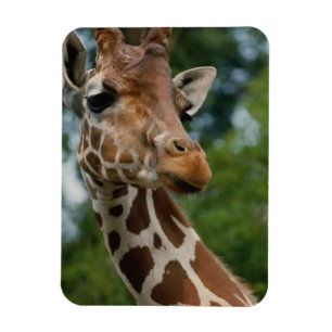 Giraffe Lovers Wildlife Magneet