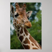Giraffe maakt kunstschildboeken poster (Voorkant)