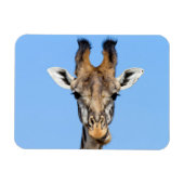 Giraffe Magneet (Horizontaal)