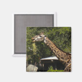 Giraffe Magneet (Voorkant / Achterkant)