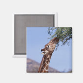 Giraffe Magneet (Voorkant / Achterkant)
