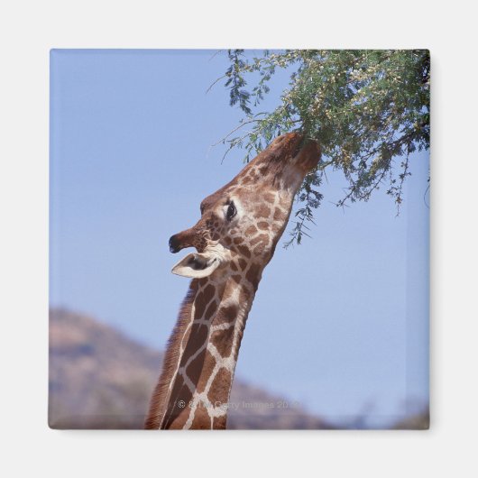 Giraffe Magneet (Voorkant)