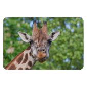 Giraffe Magneet (Horizontaal)