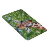 Giraffe Magneet (Rechterzijde)