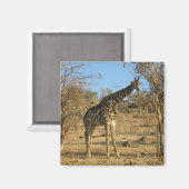 Giraffe Magnet Magneet (Voorkant / Achterkant)