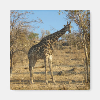 Giraffe Magnet Magneet
