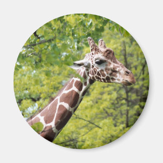 Giraffe Magnet Magneet