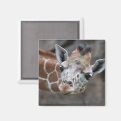 Giraffe Magnet Magneet (Voorkant / Achterkant)