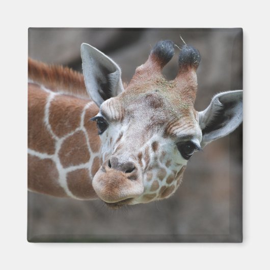 Giraffe Magnet Magneet (Voorkant)