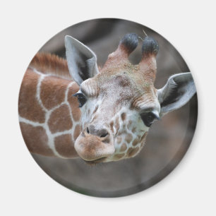 Giraffe Magnet Magneet
