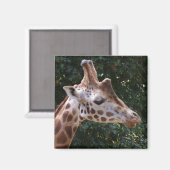 Giraffe Magnet Magneet (Voorkant / Achterkant)
