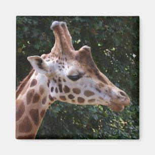 Giraffe Magnet Magneet