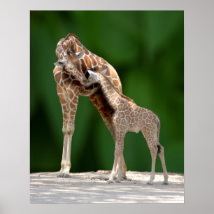 Giraffe Mam en Baby Poster