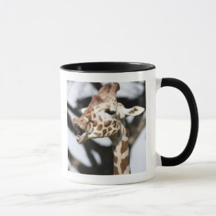 Giraffe met grappig gezicht, reticulated, San Fran Mok