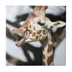 Giraffe met grappig gezicht, reticulated, San Fran Tegeltje