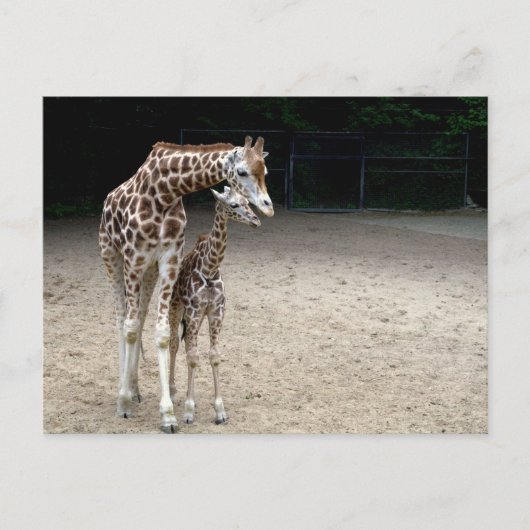 Giraffe met kind briefkaart (Voorkant)