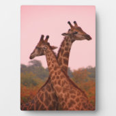 Giraffe met roze lucht en Mopani bomen Fotoplaat (voorkant)