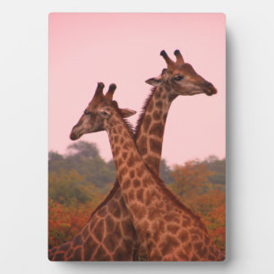 Giraffe met roze lucht en Mopani bomen Fotoplaat