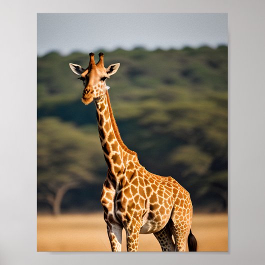 Giraffe met vaste tal poster (Voorkant)