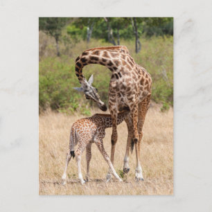 Giraffe-moeder en baby in Kenia Briefkaart