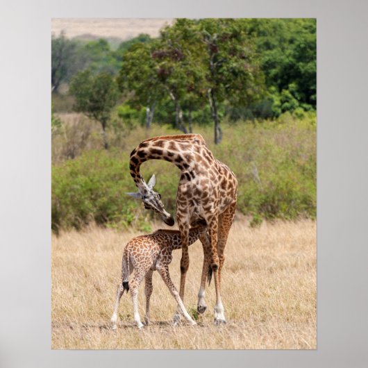 Giraffe moeder en Baby in Kenia Poster (Voorkant)