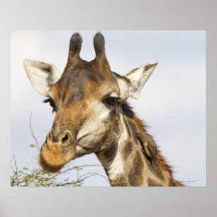 Giraffe, Nationaal Park Kruger, Zuid-Afrika Poster