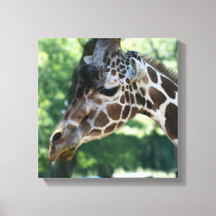 Giraffe omgepakt Canvas Afdruk
