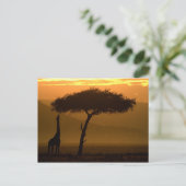 Giraffe op Sunrise Briefkaart (Staand voorkant)