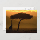 Giraffe op Sunrise Briefkaart (Voorkant / Achterkant)