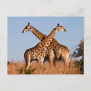 Giraffe paar briefkaart