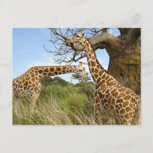 Giraffe paar briefkaart