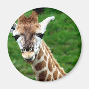 Giraffe Photo Round Magnet Magneet