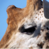 GIRAFFE    PICKLEBALL PADDLE
