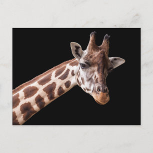 Giraffe Portrait Briefkaart
