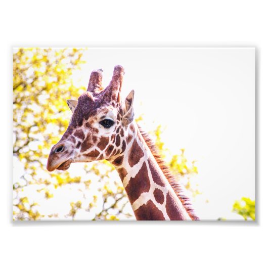 Giraffe Portrait Foto Afdruk (Voorkant)