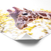 Giraffe Portrait Foto Afdruk (Hoek)
