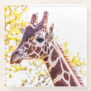 Giraffe Portrait Glazen Onderzetter