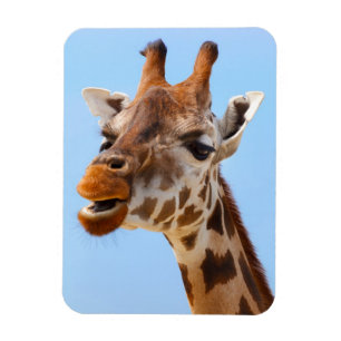 Giraffe Portrait magnet Magneet