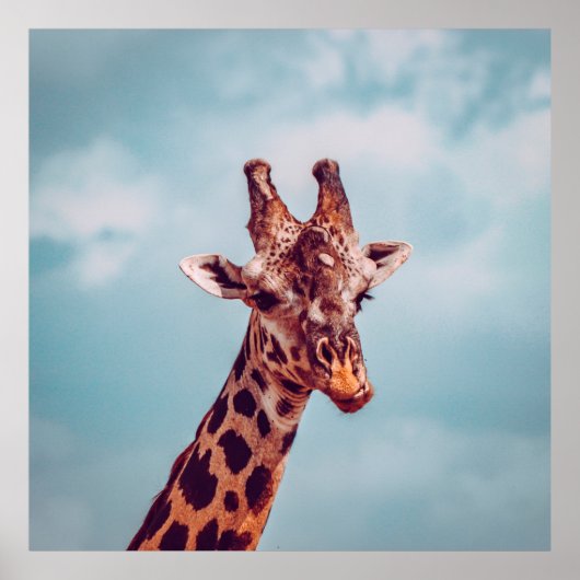 GIRAFFE PORTRAIT POSTER (Voorkant)