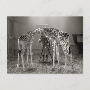 Giraffe Portret, 1926 Briefkaart