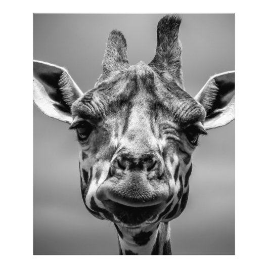 Giraffe portret in Monotone Foto Afdruk (Voorkant)