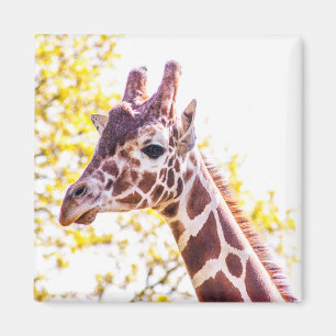 Giraffe Portret Magneet