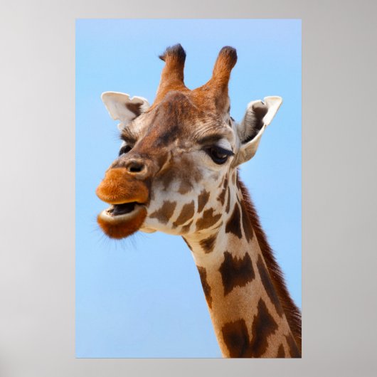 Giraffe Portret poster (Voorkant)