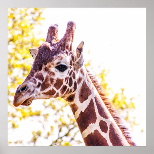 Giraffe Portret Poster (Voorkant)