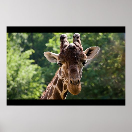 Giraffe Poster (Voorkant)