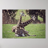 Giraffe Poster (Voorkant)
