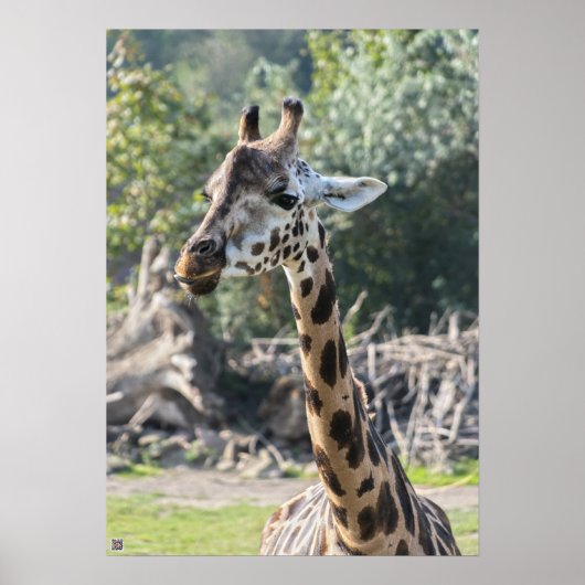 Giraffe Poster (Voorkant)