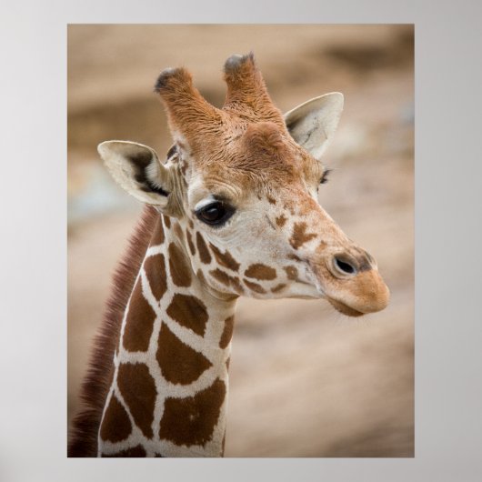 Giraffe Poster (Voorkant)
